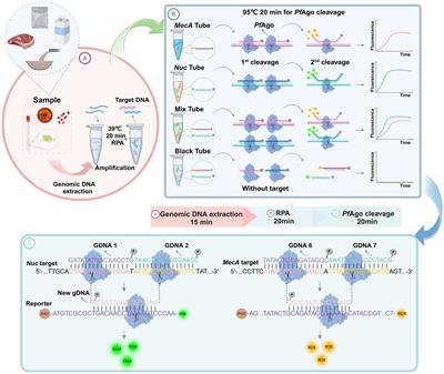 Rapid and sensitive detection of methicillin-resistant Staphylococcus aureus through the RPA-PfAgo system